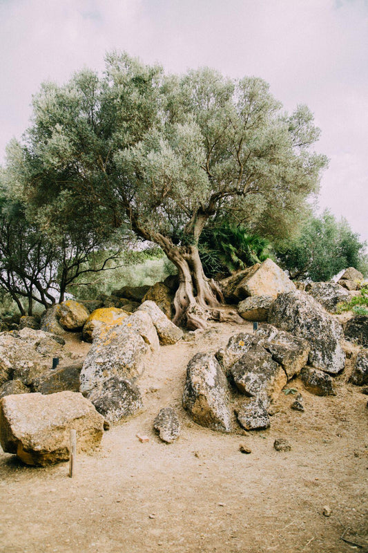Not All Olive Oils Are Created Equal